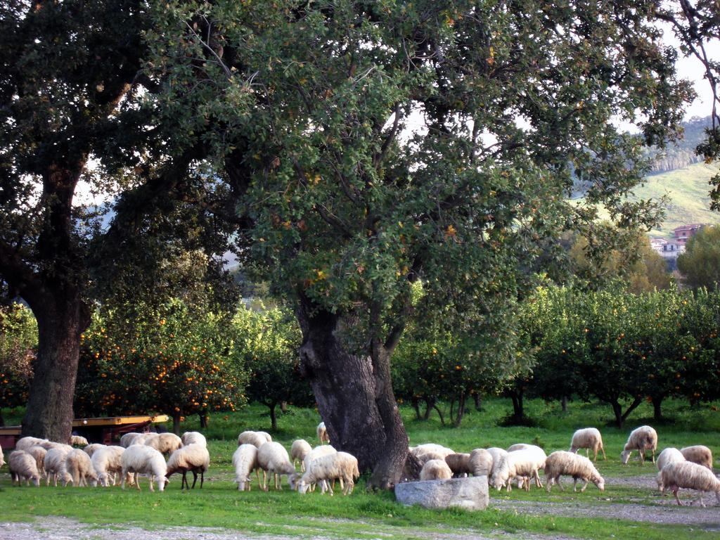 Barone Gr Macri Agriturismo Modi Gerace Bagian luar foto